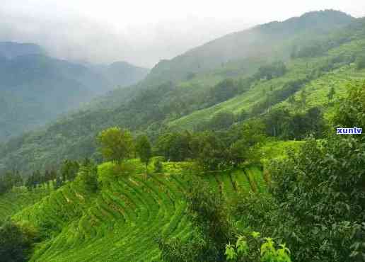 县阳坝绿茶：生态旅游、茶园美景与高质量茶叶的完美结合