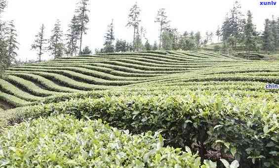 县阳坝茶叶的特点-县阳坝茶叶种类