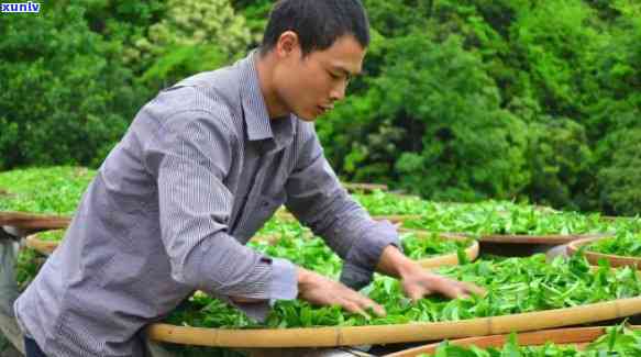 浙农117茶的特点，揭示浙农117茶的独特特点与优势