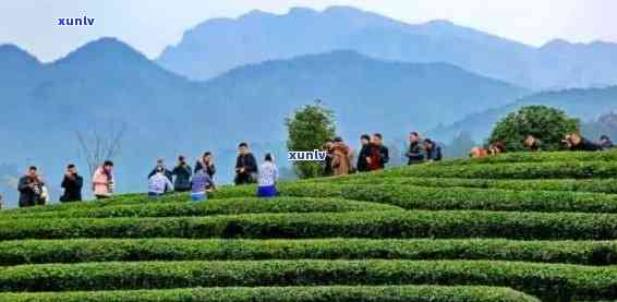 顶山茶叶生态特点介绍，探秘顶山茶叶的生态奥秘