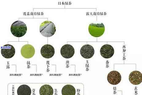 六大茶叶的分类特点及其基本特征解析