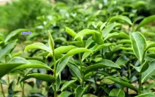 茶树茶叶的样子特点-茶树茶叶的样子特点是什么