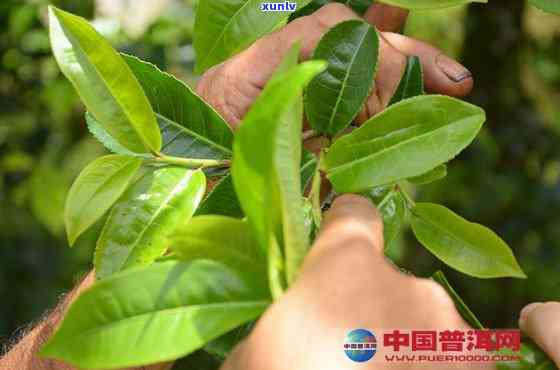 西双版纳产茶的种类及其特点、分布与名茶介绍