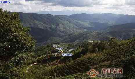 勐库东半山茶叶特点价格，揭秘勐库东半山茶叶的特别特点与价格