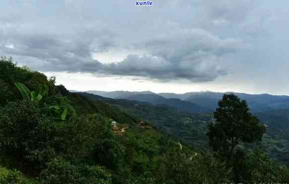 勐库东半山，探秘云南勐库东半山：茶叶的故乡与自然的宝库