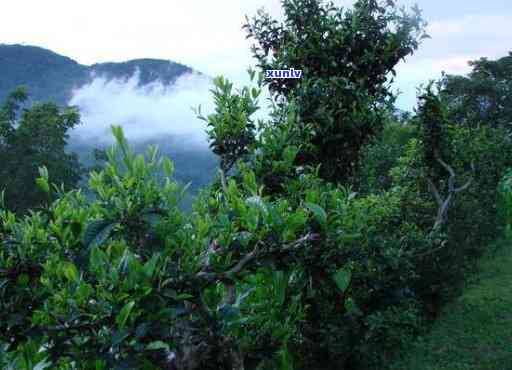 勐库东半山，探秘云南勐库东半山：茶叶的故乡与自然的宝库