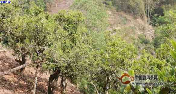 勐库东半山茶叶特点-勐库东半山茶叶特点价格