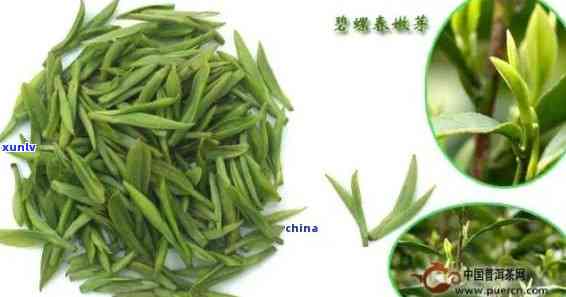 澧县太青茶多少钱一斤，澧县太青茶市场价格查询：一斤要多少钱？