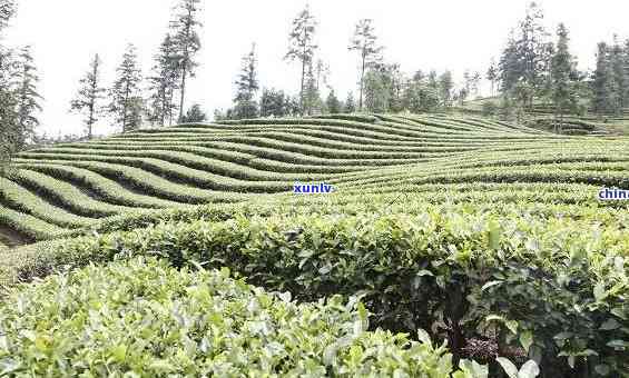 绵阳北川县茶叶基地，探访四川绵阳北川县茶叶基地，品味绿色生态好茶