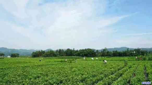 绵阳北川县茶叶基地，探访四川绵阳北川县茶叶基地，品味绿色生态好茶