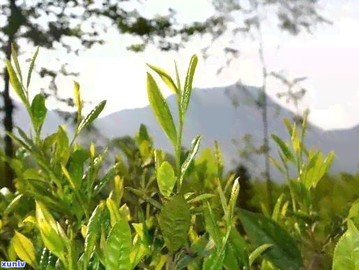 绵阳北川采茶，品味北川绿茶，领略绵阳风情