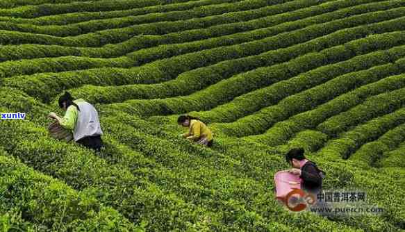 雅安茶厂茶叶经销店在哪里？联系  及地址全公开！