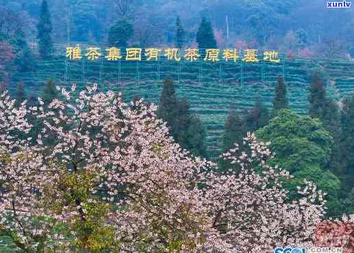 雅安茶厂，探索雅安茶厂：品味中国茶叶的韵味与历