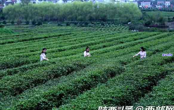 重庆西农茶叶，探索重庆特色：西农茶叶的茶叶文化与品质