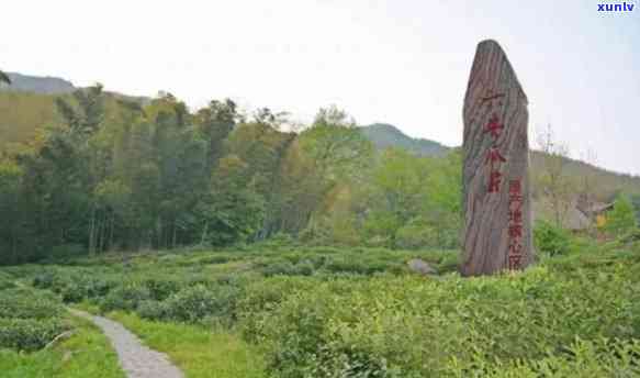 州肖坑茶价格：安徽野生茶最新行情与土菜馆联系方式，景点介绍及旅游攻略