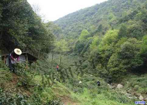 州肖坑茶价格：安徽野生茶最新行情与土菜馆联系方式，景点介绍及旅游攻略