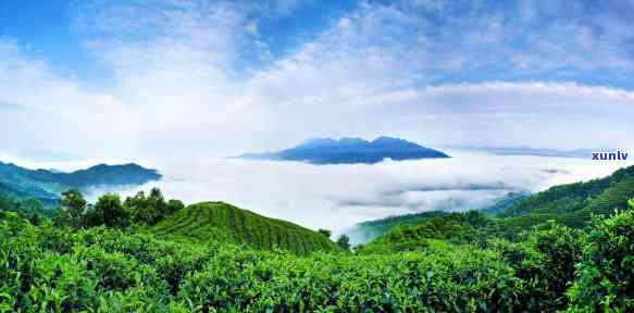 高山云雾茶园生态茶，品味自然之韵：高山云雾茶园生态茶的魅力探究