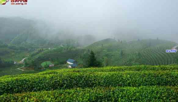 高山云雾茶园生态茶，品味自然之韵：高山云雾茶园生态茶的魅力探究