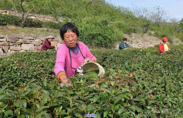 高山云雾茶叶企业店-高山云雾茶园生态茶