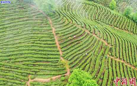 高山云雾茶叶企业店-高山云雾茶园生态茶