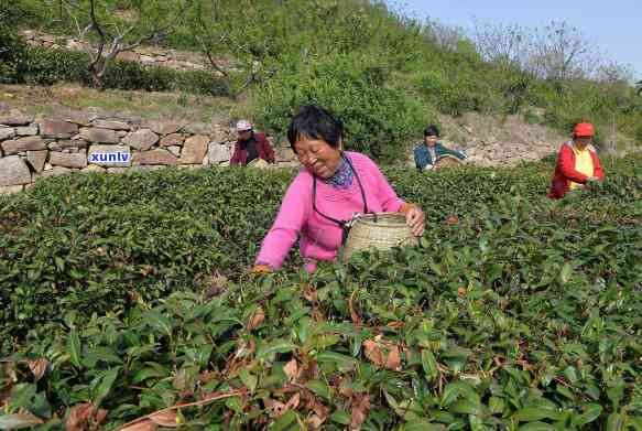 高山云雾茶叶企业店-高山云雾茶园生态茶