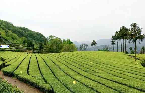 湖北五峰茶叶哪里有卖的，寻找湖北五峰茶叶？这里有您需要的信息！