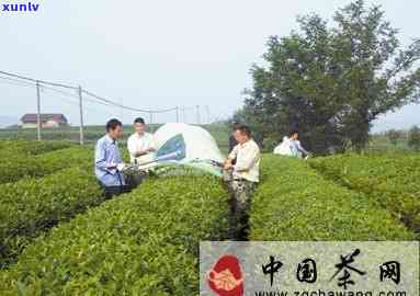 新县卖茶叶的地方：地点、及推荐