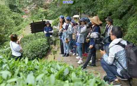 广州芳村茶叶，探索广州芳村的茶文化：一种独特的茶叶体验