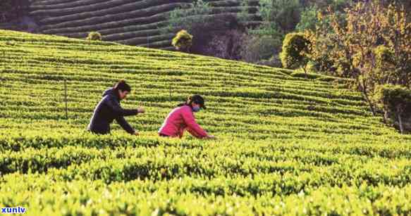 象山天茗茶叶专业合作社，探索象山天茗茶叶专业合作社：高品质茶叶的源头与故事