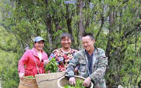 喜欢嚼茶叶然后吐掉对孕妇有作用吗？孕期风险解析