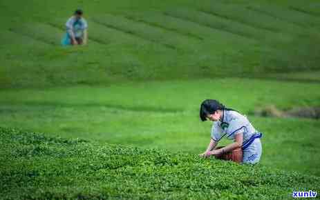 贵阳特产茶叶有什么特点，探秘贵阳特产茶叶：独特特点与口感解析