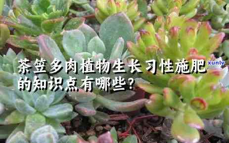 茶叶可以用来养多肉吗，茶叶：多肉植物的理想养料？