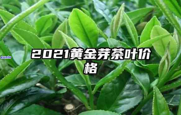 高县黄金芽茶叶价格：2021年市场价格分析与购买指南