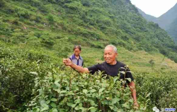 金观音茶叶特点图片大全，探索金观音茶叶的独特魅力：图片大全展示其特点与风情