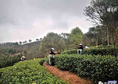 半天腰茶叶多少钱一斤，查询半天腰茶叶市场价格，每斤多少钱？