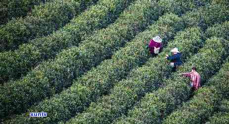 茶叶利润是多少？卖茶叶的利润、合适的利润围、具体利润金额、百分比利润以及一般利润数量全解析！1.1万阅读