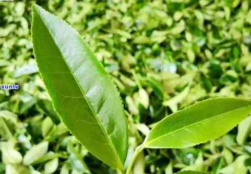 茶叶含水量多少，掌握茶叶含水量：品质的茶叶需要多少水分？