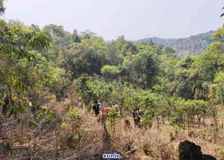 茶叶为什么种在山坡上，揭秘：为何茶叶常种植于山坡之上？