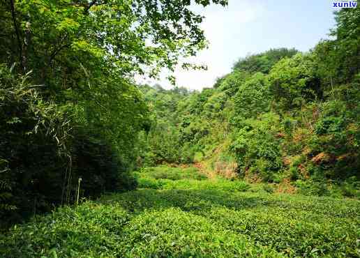 山上的野山茶叶图片高清，高清美图：山上的野山茶叶，品味大自然的馈赠