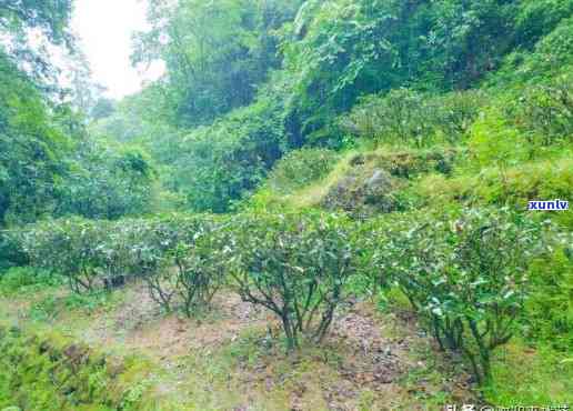 山上的野山茶叶图片真实，探寻真正的野生山茶花：揭秘山上野山茶叶的真实图片