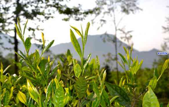 北川有哪些茶叶，探寻北川茶香：揭秘当地知名茶叶