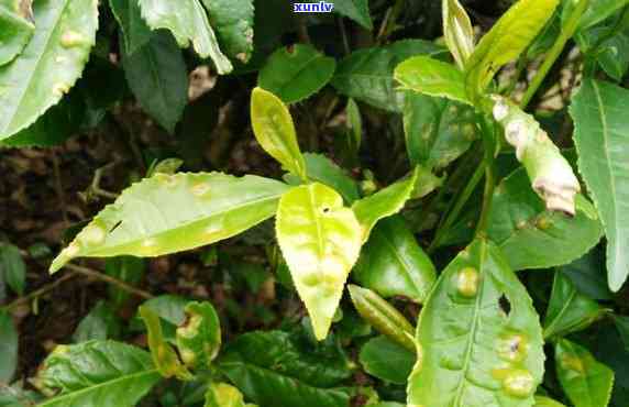 茶叶的叶子黑斑图片高清，高清图集：茶叶叶片上的黑斑特写