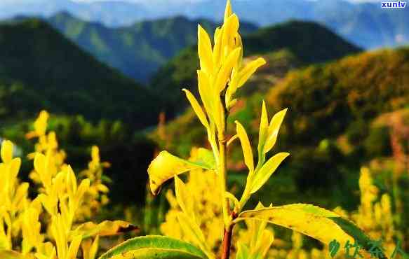 黄金芽茶叶是什么品种，探秘黄金芽茶叶：了解这种珍贵茶树品种的魅力与特性