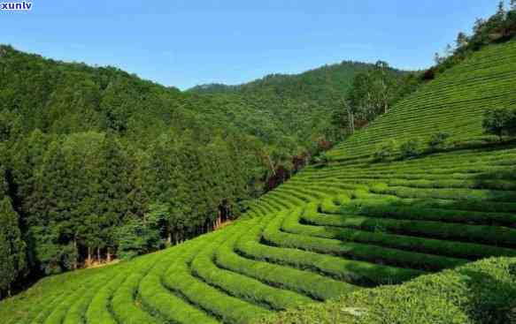 七彩生普洱茶饼：独特风味与市场行情分析