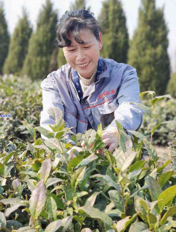 那时花开茶叶，那时花开：探寻中国传统文化中的茶艺术