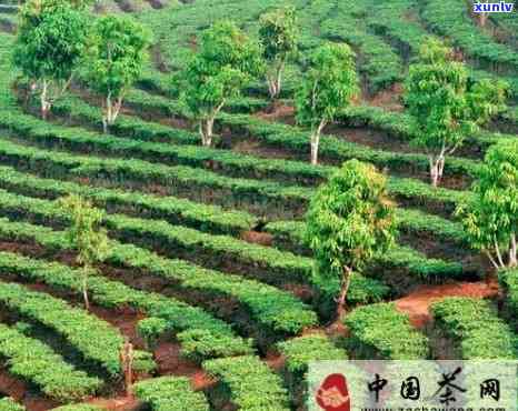 可以兴茶厂是不是正规茶厂，探讨“可以兴茶厂”是否为正规茶厂