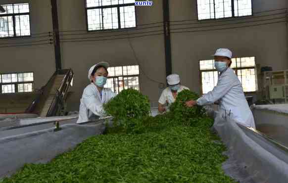 可以兴茶厂是不是正规茶厂，探讨“可以兴茶厂”是否为正规茶厂