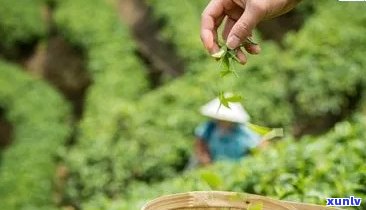 勐河茶叶，探秘高品质茶叶：走进勐河茶叶