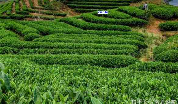 等牌茶叶是哪里的，探寻优质茶叶源：揭秘等牌茶叶的产地