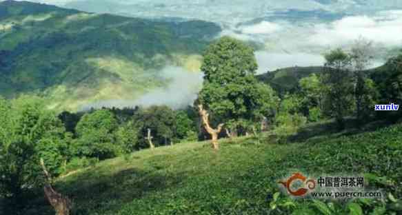 景迈山茶叶的特点跟缺点，探秘景迈山茶叶：特点与缺点解析